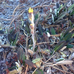 Robinsonecio gerberifolius