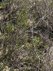 Juncus gerardi atrofuscus