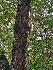 Lepidocolaptes angustirostris