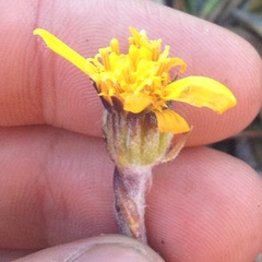 Robinsonecio gerberifolius