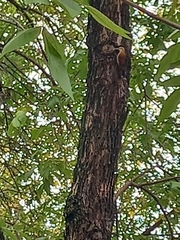 Lepidocolaptes angustirostris