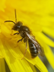 Andrena chrysosceles