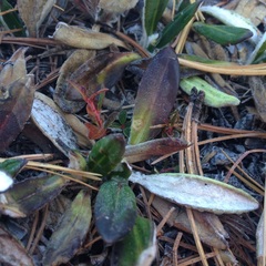 Robinsonecio gerberifolius