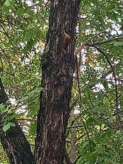 Lepidocolaptes angustirostris