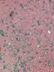 Meranoplus bicolor