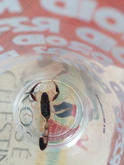 Centruroides fulvipes