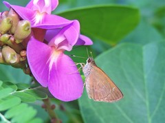 Cymaenes tripunctus theogenis