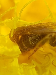 Andrena chrysosceles