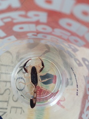 Centruroides fulvipes