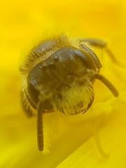 Andrena chrysosceles