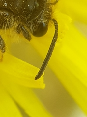 Andrena chrysosceles