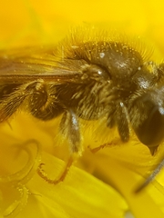 Andrena chrysosceles