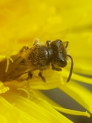 Andrena chrysosceles