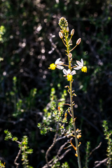 Bulbine triebneri