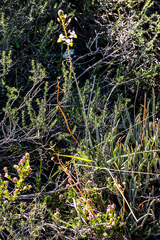 Bulbine triebneri