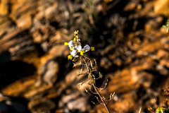Bulbine triebneri