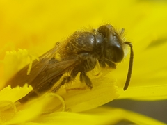 Andrena chrysosceles