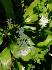 Allium ursinum