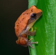 Variable Bush Frog photo 2