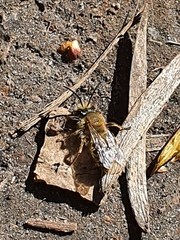Colletes cunicularius