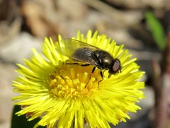 Cheilosia bergenstammi