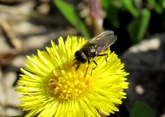 Cheilosia bergenstammi