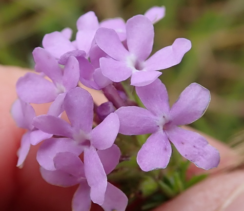 Selago Selago longiflora · iNaturalist