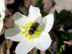 Cheilosia bergenstammi