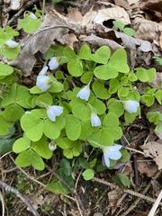 Oxalis acetosella
