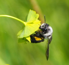 Andrena cineraria