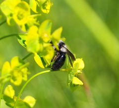 Andrena cineraria