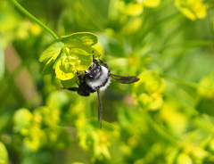 Andrena cineraria