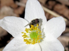 Cheilosia bergenstammi