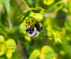 Andrena cineraria