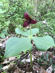 Trillium sulcatum