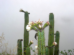 Trichocereus cuzcoensis