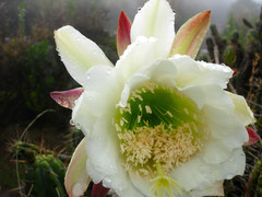 Trichocereus cuzcoensis