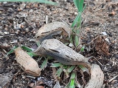 Drusia ibera