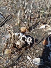 Amphibalanus eburneus