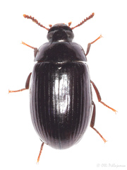 Platydema violacea