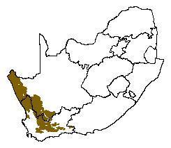 The distribution of Succulent Karoo in southern Africa