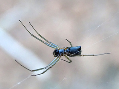 Frontinellina frutetorum