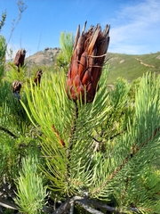 Protea aristata