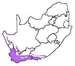 The distribution of Fynbos & Renosterveld in southern Africa