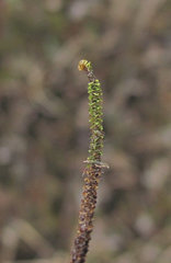 Paludella squarrosa