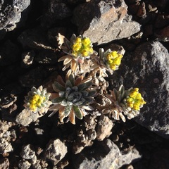 Draba nivicola