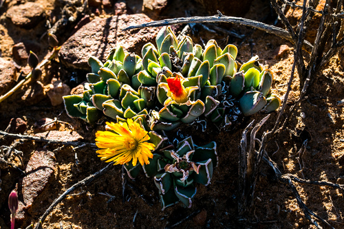 Mesembryanthemum bosscheanum A.Berger 2