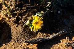 Faucaria bosscheana