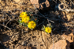 Faucaria bosscheana