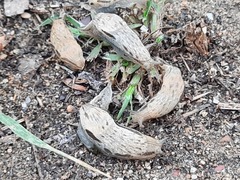Drusia ibera